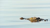 002 Chobe Riverfront Zim 2010 11