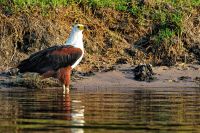 002 Chobe Riverfront Zim 2010 12