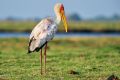 002 Chobe Riverfront Zim 2010 13