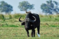 002 Chobe Riverfront Zim 2010 17