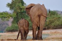 002 Chobe Riverfront Zim 2010 19