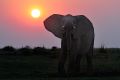 002 Chobe Riverfront Zim 2010 20