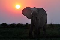 002 Chobe Riverfront Zim 2010 20