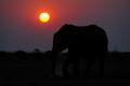 002 Chobe Riverfront Zim 2010 21