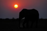 002 Chobe Riverfront Zim 2010 21