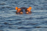 002 Chobe Riverfront Zim 2010 4