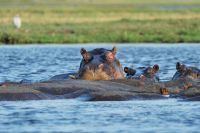 002 Chobe Riverfront Zim 2010 5