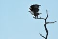 004 Lake Kariba Zim 2010 11