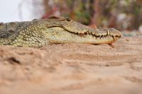 004 Lake Kariba Zim 2010 14