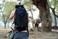 005 NP Mana Pools Zim 2010 11
