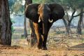 005 NP Mana Pools Zim 2010 14