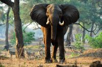 005 NP Mana Pools Zim 2010 15