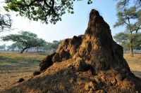 005 NP Mana Pools Zim 2010 22