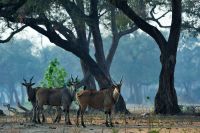 005 NP Mana Pools Zim 2010 23