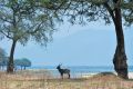 005 NP Mana Pools Zim 2010 24