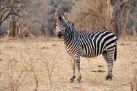 005 NP Mana Pools Zim 2010 25