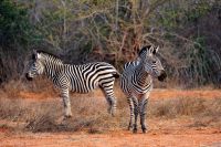 005 NP Mana Pools Zim 2010 26