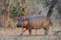 005 NP Mana Pools Zim 2010 36