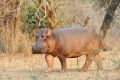 005 NP Mana Pools Zim 2010 37