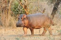 005 NP Mana Pools Zim 2010 37