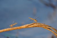 005 NP Mana Pools Zim 2010 45