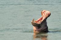 005 NP Mana Pools Zim 2010 51
