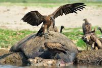 005 NP Mana Pools Zim 2010 53