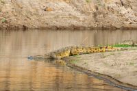 005 NP Mana Pools Zim 2010 55