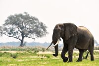 005 NP Mana Pools Zim 2010 57