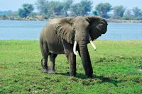 005 NP Mana Pools Zim 2010 61