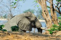 005 NP Mana Pools Zim 2010 63