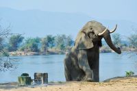 005 NP Mana Pools Zim 2010 66