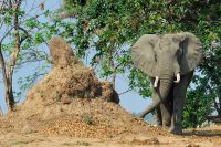 005 NP Mana Pools Zim 2010 67
