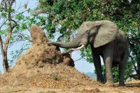 005 NP Mana Pools Zim 2010 68