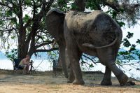 005 NP Mana Pools Zim 2010 69