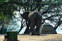 005 NP Mana Pools Zim 2010 73