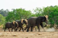 005 NP Mana Pools Zim 2010 75