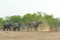 005 NP Mana Pools Zim 2010 77
