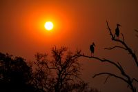 005 NP Mana Pools Zim 2010 81