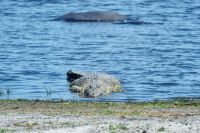 008 Chobe NP Zim 2010 1