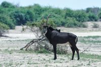 008 Chobe NP Zim 2010 13