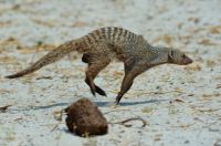 008 Chobe NP Zim 2010 17