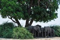 008 Chobe NP Zim 2010 27