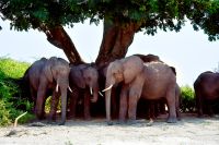 008 Chobe NP Zim 2010 28