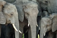 008 Chobe NP Zim 2010 29