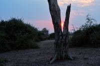 008 Chobe NP Zim 2010 32