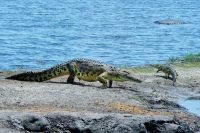 008 Chobe NP Zim 2010 4