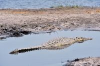 008 Chobe NP Zim 2010 5