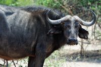 008 Chobe NP Zim 2010 7