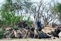 008 Chobe NP Zim 2010 9